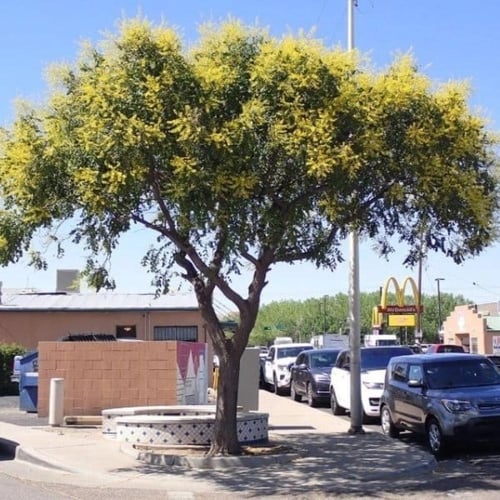 بذور شجرة المطر الذهبية ( Koelreuteria Paniculata...