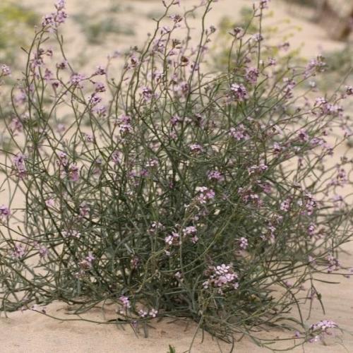 بذور السليح - الاسليح ( Cakile arabica )