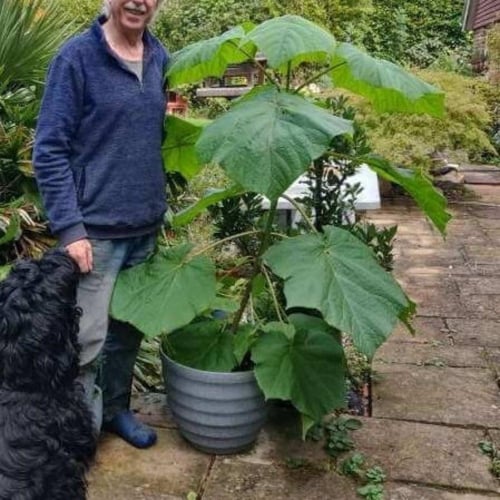 بذور شجرة باولونيا الصينية ( Paulownia elongata )