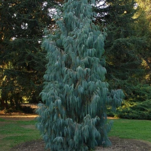 بذور شجرة السرو الكشميري ( Cupressus cashmeriana )