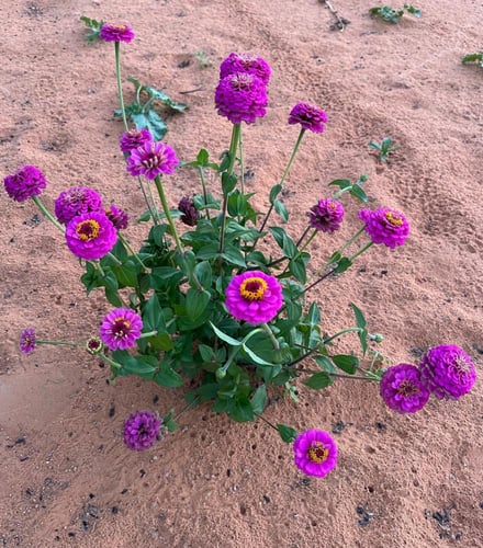 بذور زهرة الزينيا الارجوانية ( Zinnia elegans )