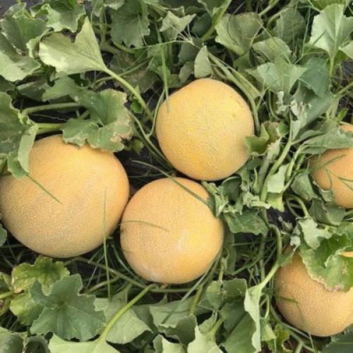 بذور شمام الأناناس ( Cucumis melo )