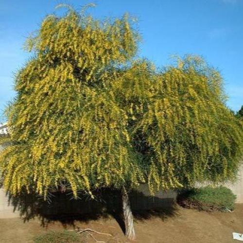 ‫بذور اكاسيا ساليجنا‬ ( Acacia saligna )