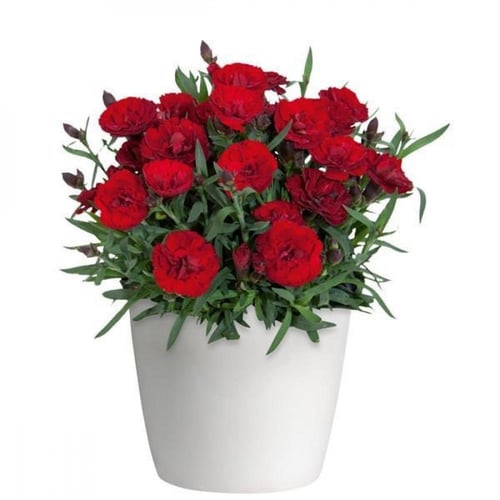 ‫بذور زهرة القرنفل الأحمر‬ ( Dianthus caryophyllus...