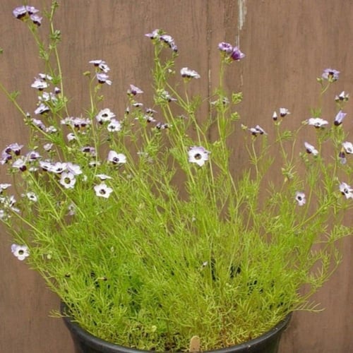 بذور زهرة عين الطائر ثلاثية الألوان ( Gilia tricol...