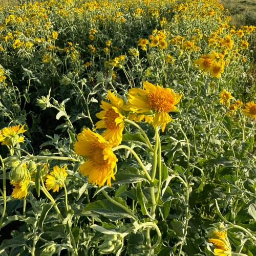 بذور دوار الشمس البري ( Verbesina encelioides )