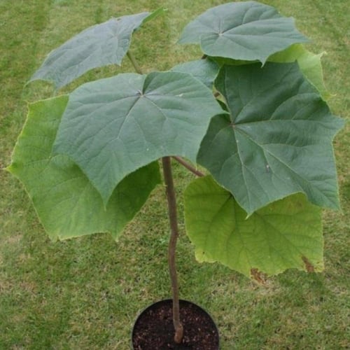 بذور شجرة باولونيا الصينية ( Paulownia elongata )