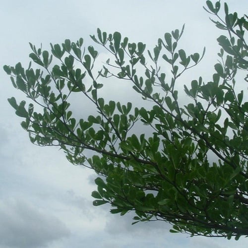 بذور شجرة ترمناليا منتالي ( Terminalia mantaly )