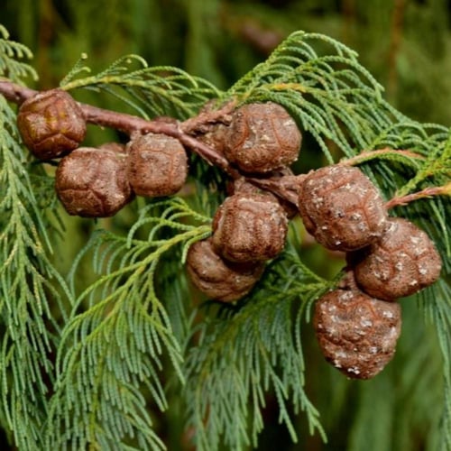 بذور شجرة السرو الكشميري ( Cupressus cashmeriana )