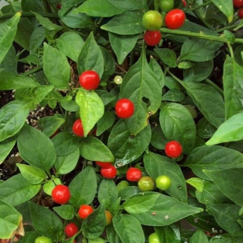 بذور فلفل الكرز الأحمر ( Cherry pepper )