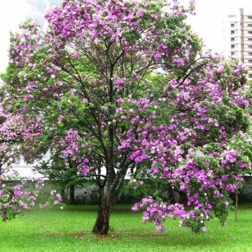 بذور البوهينيا - خف ‫الجمل ( Bauhinia variegata )