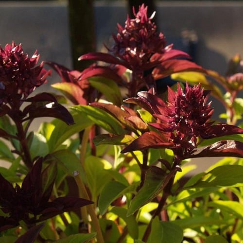 بذور الريحان التايلندي ( Ocimum basilicum var. thy...