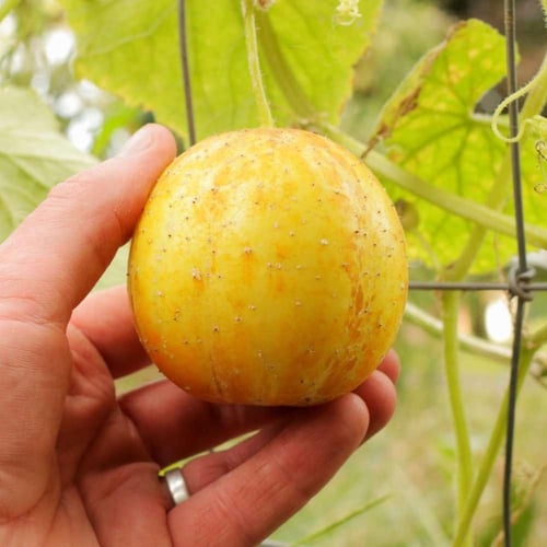 بذور الخيار الليموني ( Cucumis sativus )