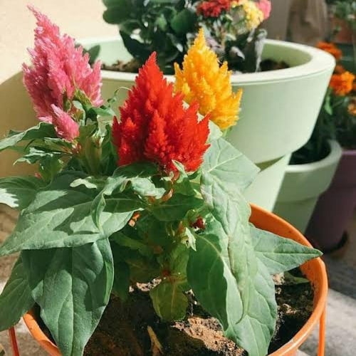 بذور زهرة عرف الديك - سيلوزيا أرجنتيا ( Celosia Ar...