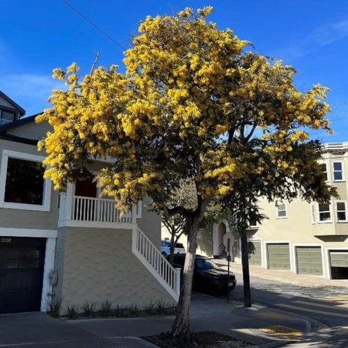بذور أكاسيا بيليانا ( Acacia baileyana )