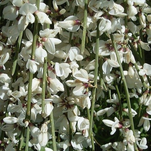 بذور شجيرة الرتم ( Retama raetam )