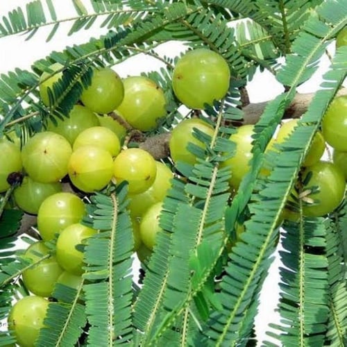 بذور شجرة التوت الهندي - املا ‫( Phyllanthus embli...