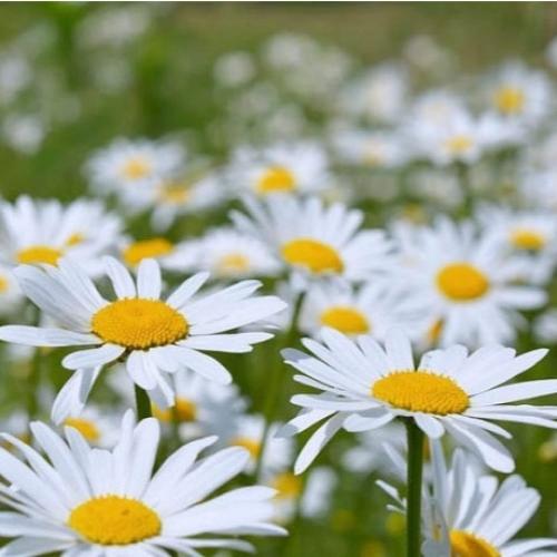 بذور زهرة أقحوان المروج ( Leucanthemum )