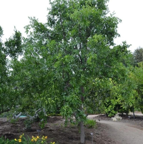 بذور شجرة العناب ( Ziziphus Jujuba )