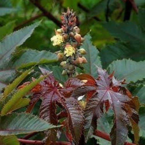 بذور شجرة الخروع ( Ricinus communis )