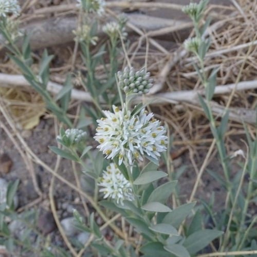 بذور الحرجل ( Solenostemma argel )