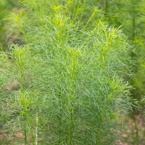 بذور عشبة الكمون ( Cuminum cyminum )