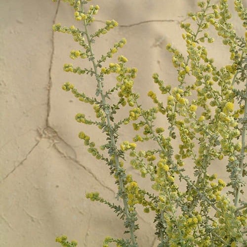 بذور البعيثران - شيح العطارين ( Artemisia Judaica...