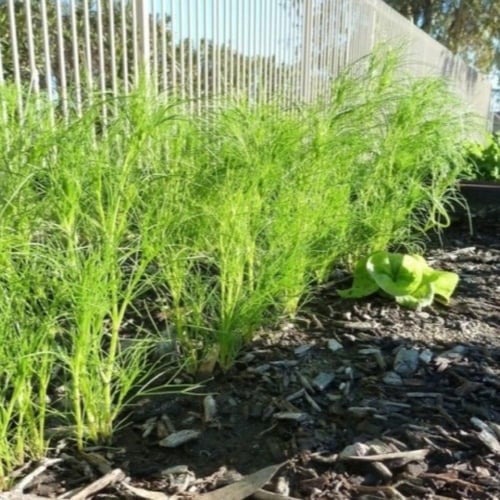 بذور عشبة الكمون ( Cuminum cyminum )