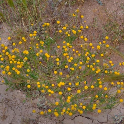 بذور القرقاص - القريص ( Aaronsohnia factorovskyi )