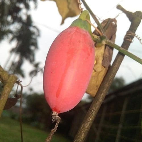 بذور الشلو - المغد ( Coccinia grandis )