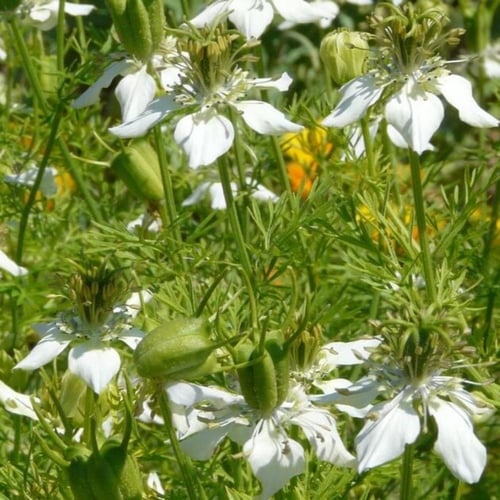بذور حبة البركة - الحبة السوداء ( Nigella sativa )