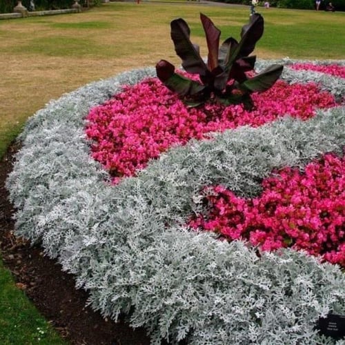 بذور الشيخة الفضية ( Jacobaea maritima )