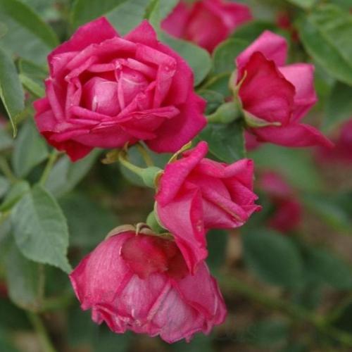 بذور الورد الصيني ( Rosa chinensis )