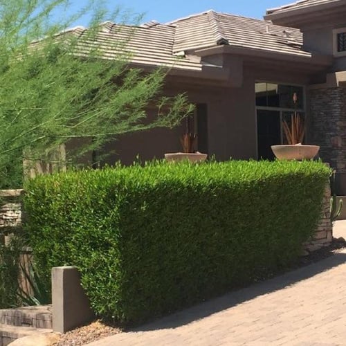 بذور الدودونيا ( Dodonaea )