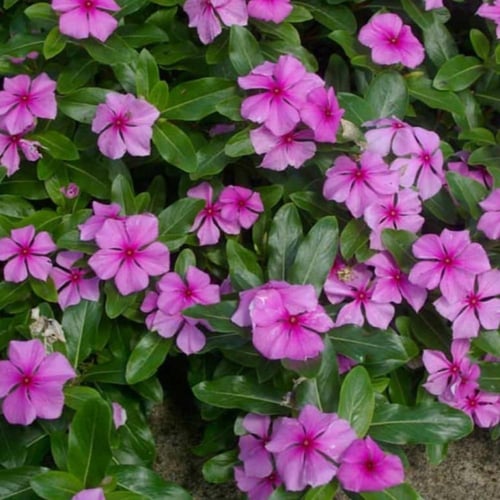 بذور زهور البفتة الوردية - البلدي ( Catharanthus r...