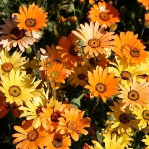 بذور زهور الاقحوان الافريقي ( Dimorphotheca app )