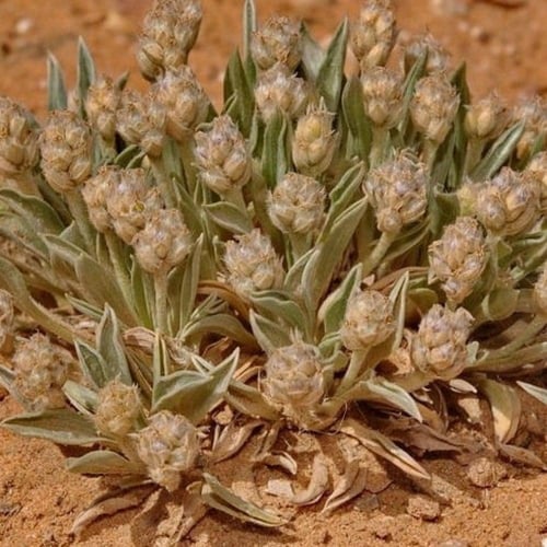 بذور عشبة القريطا - ربلة الوعر ( Plantago ciliata...