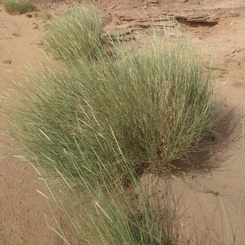 بذور عشبة الضعه ( Lasiurus scindicus )