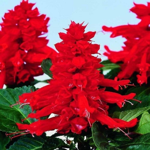 بذور زهور سلفيا الحمراء ( Salvia splendens )