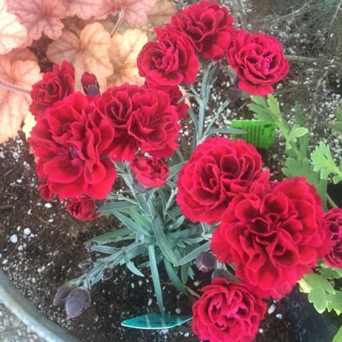 ‫بذور زهرة القرنفل الأحمر‬ ( Dianthus caryophyllus...