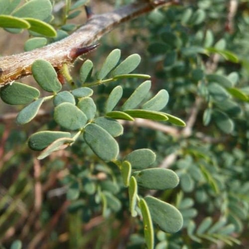 بذور شجرة الطلح العسلي - الضبة ( Acacia mellifera...