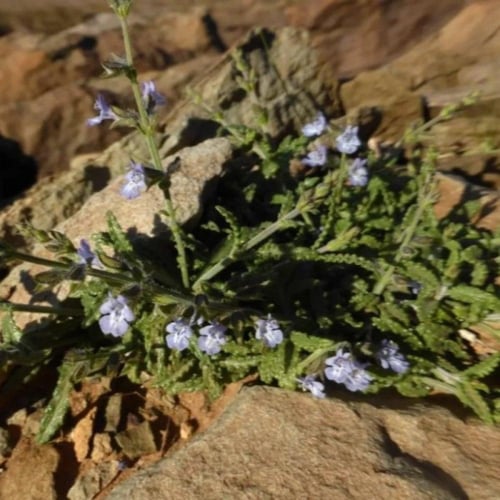 بذور الرعلا ( Salvia aegyptiaca )