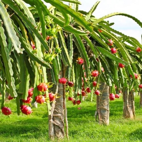 بذور فاكهة التنين - دراجون أحمر ( Selenicereus und...