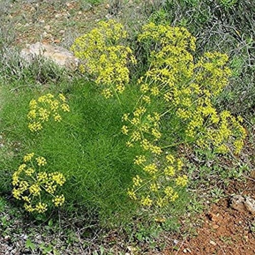 بذور الشمر البري ( Foeniculum vulgare )