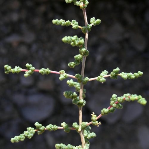 بذور شجيرة الفرس الرعوية ( Salsola tetrandra Forss...