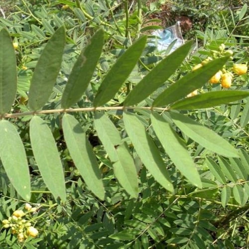 بذور شجيرة كاسيا اوكدنتاليس ( Senna-occidentalis )
