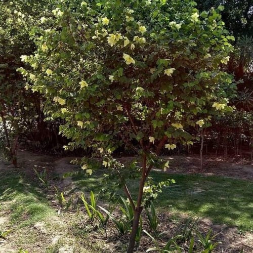 بذور شجيرة بوهينيا الصفراء ( bauhinia tomentosa )