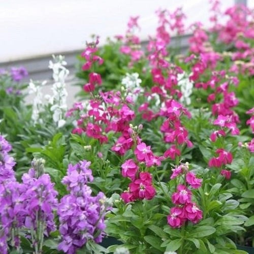 بذور زهور المنثور - العطر الليلي ( Matthiola longi...