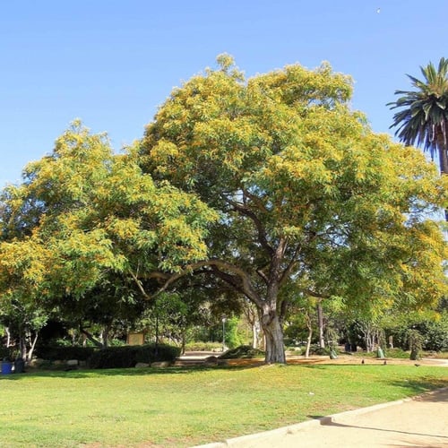 ‫بذور شجرة الجاكرندا الصفراء - ابو المكارم‬ ( Tipu...