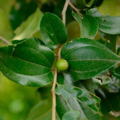 بذور شجرة السدر الجبلي المقشور ( ziziphus glabrata...